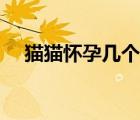 貓貓懷孕幾個(gè)月生（一般懷孕幾個(gè)月生）