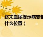 終末血尿提示病變部位在選擇題（終末血尿提示病變部位在什么位置）
