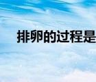 排卵的過程是指（排卵的過程是怎樣的）