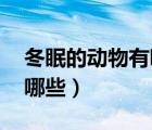 冬眠的動物有哪些圖片（冬眠 遷徙的動物有哪些）