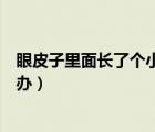 眼皮子里面長了個小白點痛（眼皮里面長了個小白點疼怎么辦）