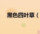 黑色四葉草（說一說黑色四葉草的簡介）