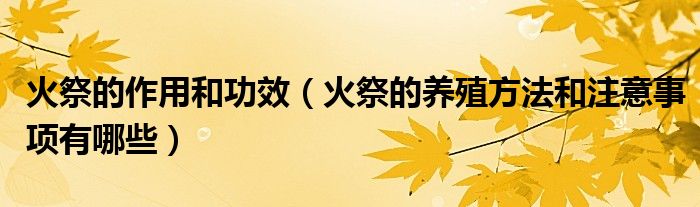 火祭的作用和功效（火祭的養(yǎng)殖方法和注意事項(xiàng)有哪些）