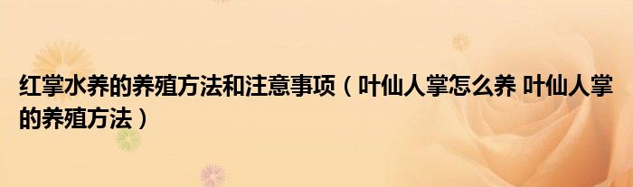 紅掌水養(yǎng)的養(yǎng)殖方法和注意事項(xiàng)（葉仙人掌怎么養(yǎng) 葉仙人掌的養(yǎng)殖方法）