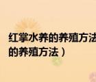 紅掌水養(yǎng)的養(yǎng)殖方法和注意事項(xiàng)（葉仙人掌怎么養(yǎng) 葉仙人掌的養(yǎng)殖方法）