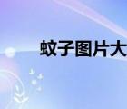 蚊子圖片大全大圖（蚊子圖片大全）