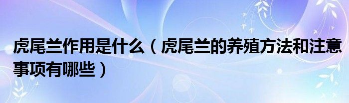 虎尾蘭作用是什么（虎尾蘭的養(yǎng)殖方法和注意事項(xiàng)有哪些）