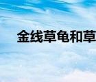金線草龜和草龜（金線龜和草龜?shù)膮^(qū)別）