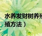 水養(yǎng)發(fā)財(cái)樹(shù)養(yǎng)殖方法圖解大全（水養(yǎng)發(fā)財(cái)樹(shù)養(yǎng)殖方法）