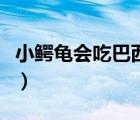 小鱷龜會(huì)吃巴西龜?shù)娜鈫幔ㄐ△{龜會(huì)吃巴西龜）