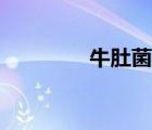 牛肚菌種植技術（牛肚菌）