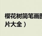 櫻花樹簡(jiǎn)筆畫圖片大全彩色（櫻花樹簡(jiǎn)筆畫圖片大全）