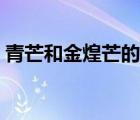 青芒和金煌芒的區(qū)別（凱特芒和青芒的區(qū)別）