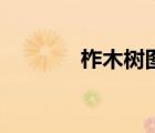 柞木樹(shù)圖片和功效（柞木樹(shù)）