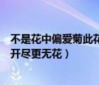 不是花中偏愛(ài)菊此花開(kāi)盡更無(wú)花寓意（不是花中偏愛(ài)菊此花開(kāi)盡更無(wú)花）