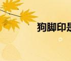 狗腳印是什么牌子（狗腳?。?/>
                                    </a>
                                                </div>
                                    <div   id=