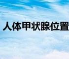 人體甲狀腺位置示意圖（甲狀腺位置示意圖）
