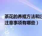 茶花的養(yǎng)殖方法和注意事項(xiàng)有哪些禁忌（茶花的養(yǎng)殖方法和注意事項(xiàng)有哪些）