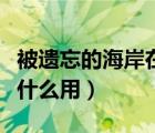 被遺忘的海岸在哪里（被遺忘的小島靈魂石有什么用）