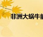 非洲大蝸牛能吃不（非洲大蝸牛能吃）