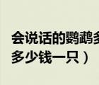 會(huì)說(shuō)話的鸚鵡多少錢(qián)一只一般（會(huì)說(shuō)話的鸚鵡多少錢(qián)一只）