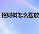 招財樹怎么擺放能旺財（招財樹的擺放位置）