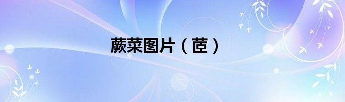 蕨菜圖片（茝）