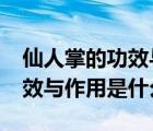 仙人掌的功效與作用有哪些呢?（仙人掌的功效與作用是什么）