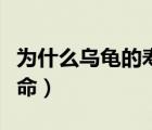 為什么烏龜?shù)膲勖L（為什么烏龜有千年的壽命）