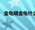 金龜婿金龜什么意思（金龜婿是什么意思）