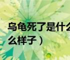 烏龜死了是什么樣子頭會出來（烏龜死了是什么樣子）