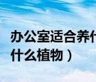 辦公室適合養(yǎng)什么植物比較旺（辦公室適合養(yǎng)什么植物）