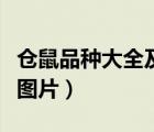 倉鼠品種大全及圖片和名字（倉鼠品種大全及圖片）