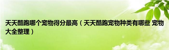 天天酷跑哪個(gè)寵物得分最高（天天酷跑寵物種類有哪些 寵物大全整理）