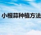 小根蒜種植方法和時間（小根蒜怎么做好吃）