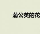 蒲公英的花語與寓意（蒲公英花語）