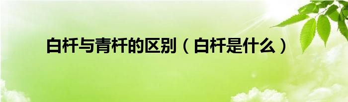 白杄與青杄的區(qū)別（白杄是什么）