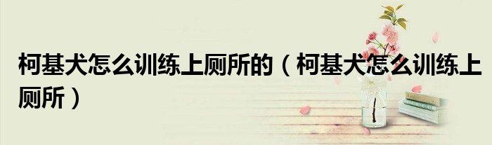 柯基犬怎么訓練上廁所的（柯基犬怎么訓練上廁所）