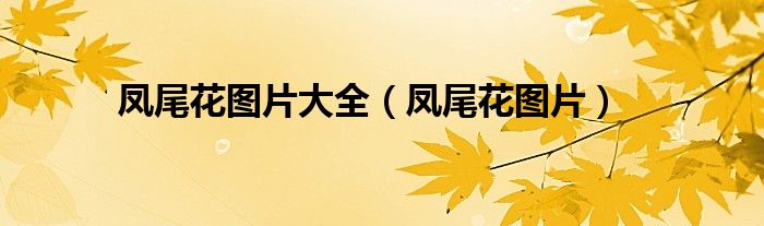 鳳尾花圖片大全（鳳尾花圖片）
