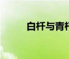 白杄與青杄的區(qū)別（白杄是什么）