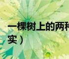 一棵樹上的兩種果實作文（一棵樹上的兩種果實）