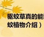 驅(qū)蚊草真的能驅(qū)蚊嗎（驅(qū)蚊草有幾種10種驅(qū)蚊植物介紹）