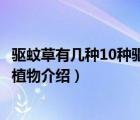 驅(qū)蚊草有幾種10種驅(qū)蚊植物介紹圖（驅(qū)蚊草有幾種10種驅(qū)蚊植物介紹）