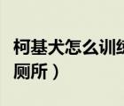 柯基犬怎么訓(xùn)練上廁所的（柯基犬怎么訓(xùn)練上廁所）