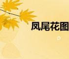 鳳尾花圖片大全（鳳尾花圖片）