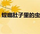 螳螂肚子里的蟲子視頻（螳螂肚子里的蟲子）