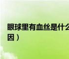眼球里有血絲是什么原因怎么治療（眼球里有血絲是什么原因）
