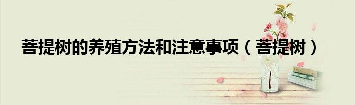 菩提樹的養(yǎng)殖方法和注意事項(xiàng)（菩提樹）