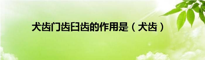 犬齒門齒臼齒的作用是（犬齒）