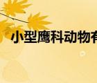 小型鷹科動物有哪些（小型鷹的品種圖片）